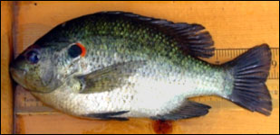 Red-eared sunfish