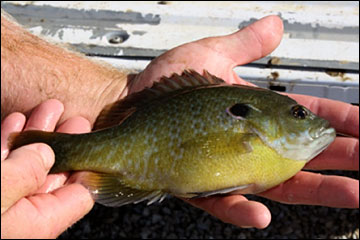 Sunfish  Missouri Department of Conservation