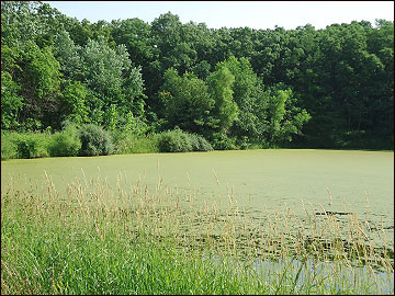 An overabundance of filamentous algae and duckweed covers this pond