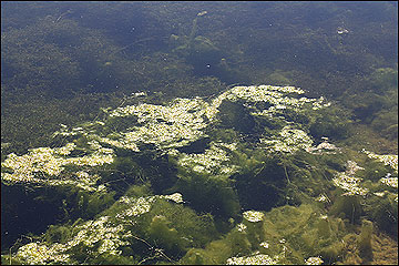 An overabundance of filamentous algae and duckweed covers this pond