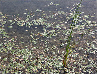 American pondweed