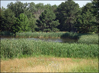 Cattails