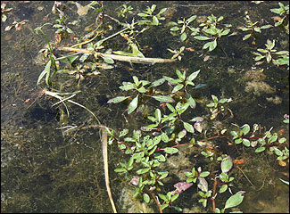 Water primrose