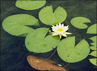 Water lilies