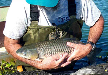 Grass carp are a nonnative, plant-eating fish