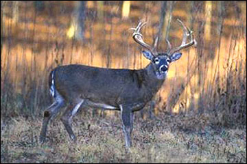 White-tailed deer