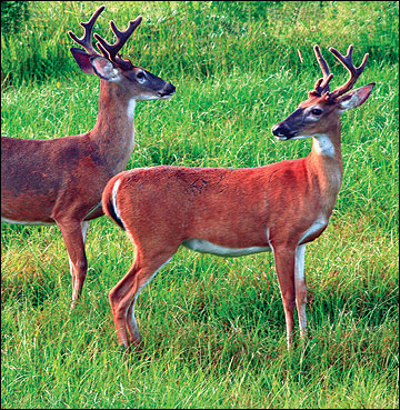 The color and thickness of a deer's coat changes with the seasons