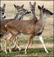 The color and thickness of a deer's coat changes with the seasons