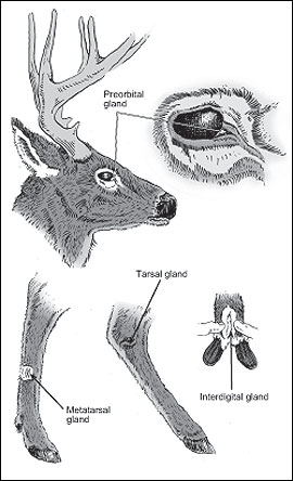 Deer have four sets of external glands used primarily for communication