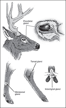 Antler Development in White-tailed Deer: Implications for