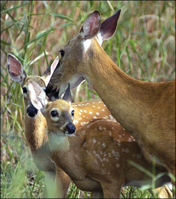 Most adult does produce twin fawns