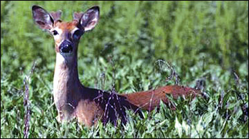 Buck with new antlers emerging