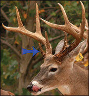 Non­typical antler growth