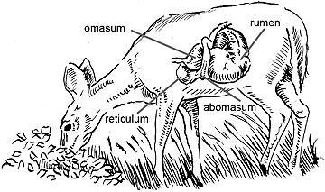 White-tailed deer have a four-part stomach