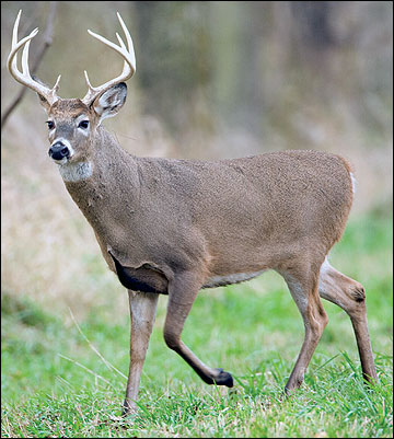 Antler Development in White-tailed Deer: Implications for