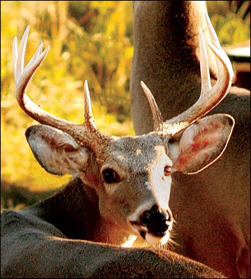 This buck could be harvested