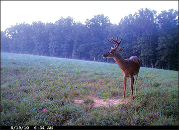 Identifying individual bucks