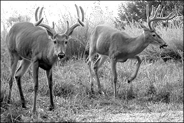 Count and accurately classify every deer seen during each outing