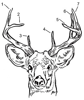 Counting antler points