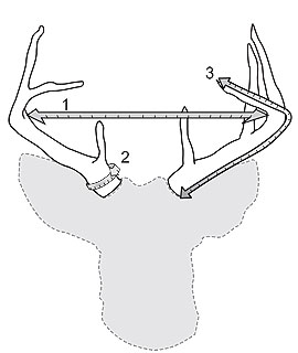 Antler measurements