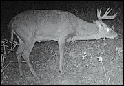 Trail camera photo