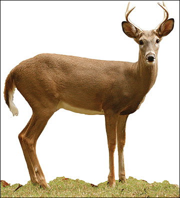 A 1-1/2 -year-old buck
