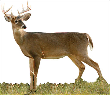 A 2-1/2 -year-old buck