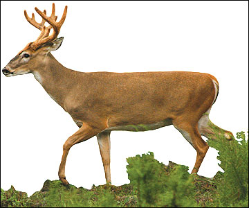 A 3-1/2 -year-old buck