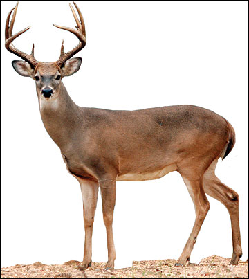 A 4-1/2 -year-old buck