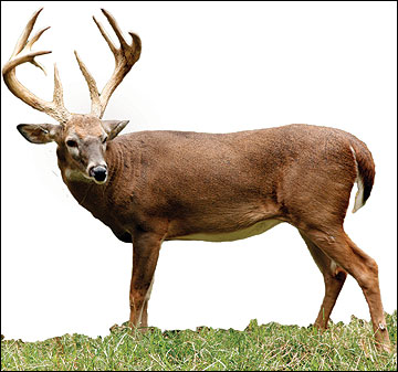 A 5-1/2 -year-old buck