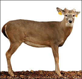 Antler Development in White-tailed Deer: Implications for Management