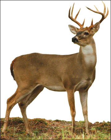 Antler Development in White-tailed Deer: Implications for Management