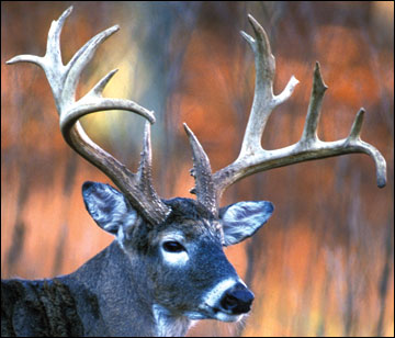 female white tailed deer with antlers