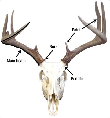 Deer antler terminology