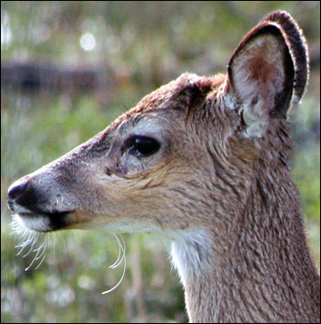 Male white-tailed deer will often grow "buttons" as fawns