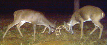 Male white-tailed deer commonly fight with other males to determine strength