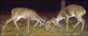 white tailed deer fighting