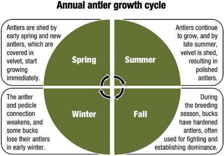 Antlers can be used as individual bucks establish dominance