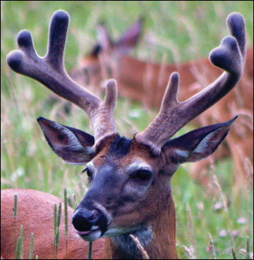 Antlers in the velvet stage