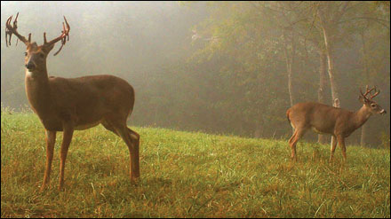 female white tailed deer with antlers