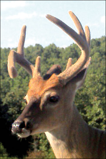 Antler Growth Cycle, Deer Ecology & Management Lab