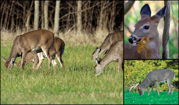 Deer feeding