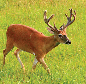 Male deer require more protein during antler development