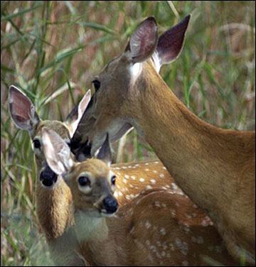 Female deer require more protein in their diet during the spring