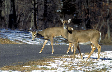 Maintaining a deer population below the cultural carrying capacity is important, especially in urban areas to decrease deer-vehicle collisions