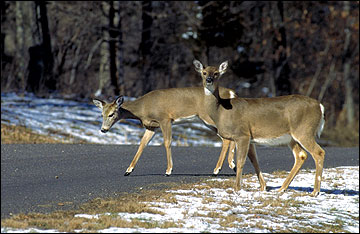 Nasal Bots (Parasites)  Missouri Department of Conservation