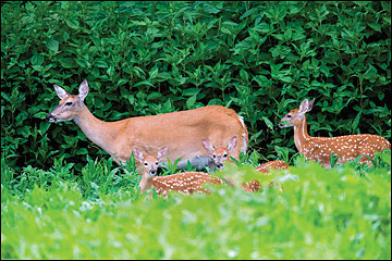 White-tailed deer have relatively high reproductive rates