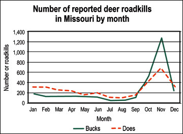 Deer roadkills increase significantly in the fall