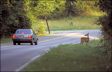 Does and bucks become more active during the late summer and fall months