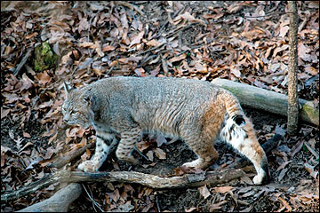 Bobcats are common predators of white-tailed deer fawns